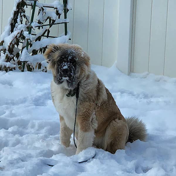 Lyndon Smith's dog Tommy — Ovcharka — photo 3