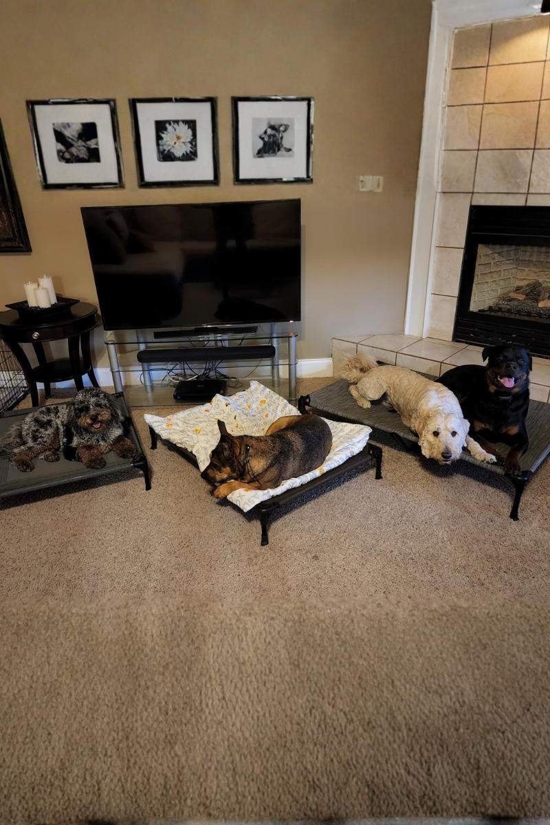 Four dogs relaxing on raised beds in our home boarding living room