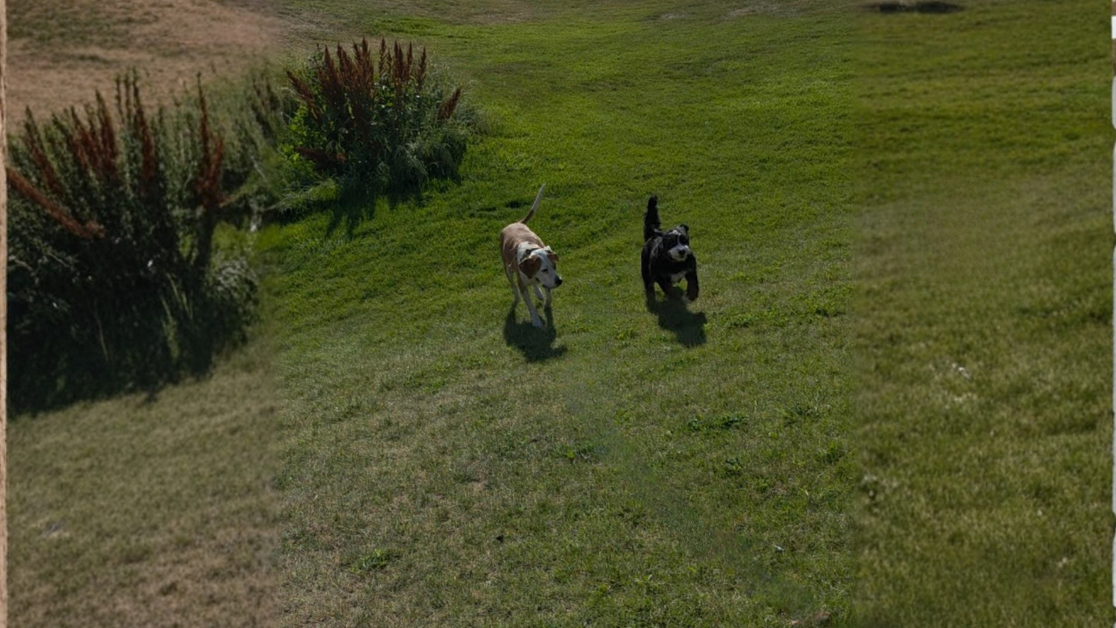 Two dogs running off-leash on a Utah lawn, calm and free during e-collar training