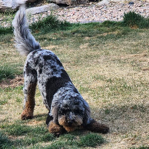 Lawarnce Gardner's dog Patches — Mini Bernedoodle — photo 1
