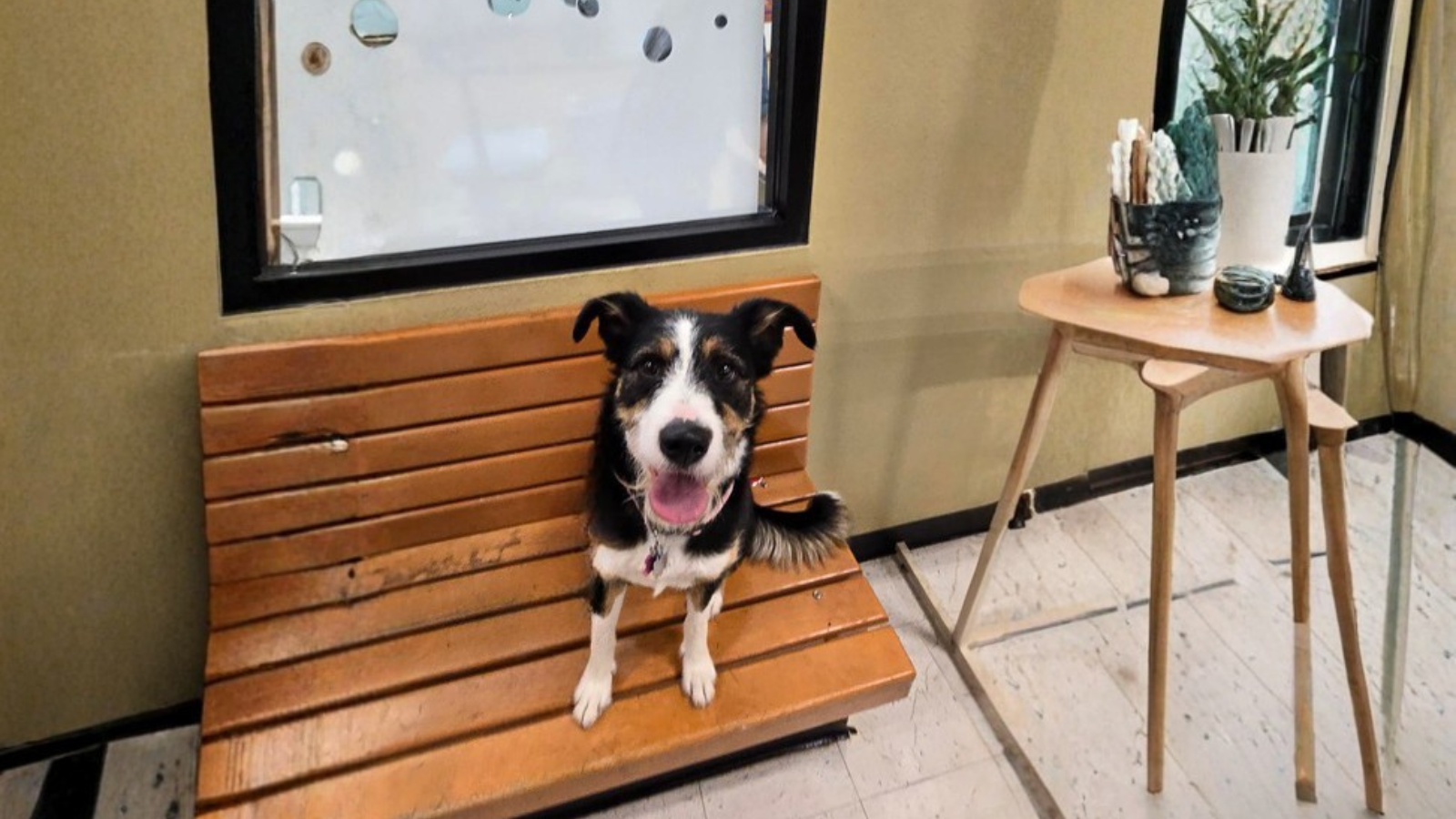 A happy tri-color Border Collie mix sitting on a wooden bench indoors at Top Dog Utah
