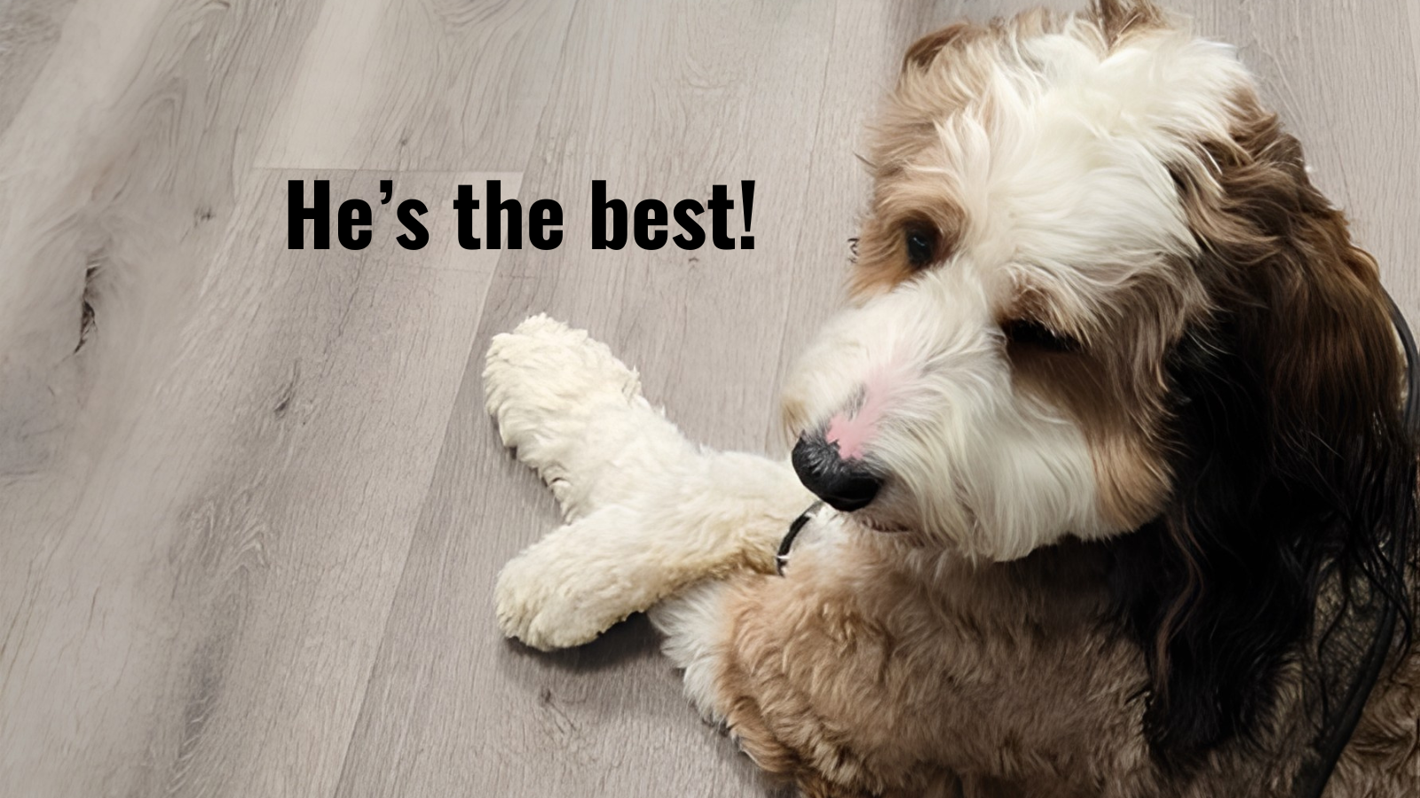 A fluffy tri-color Bernedoodle puppy lying on a light wood floor next to a plush toy, with the caption 'He's the best!'