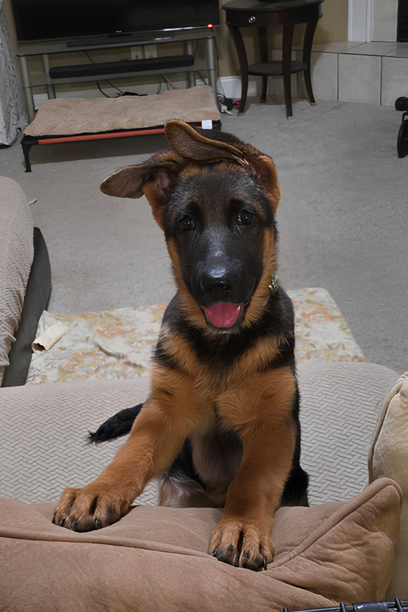 German Shepherd puppy sitting on a cushioned bed at home