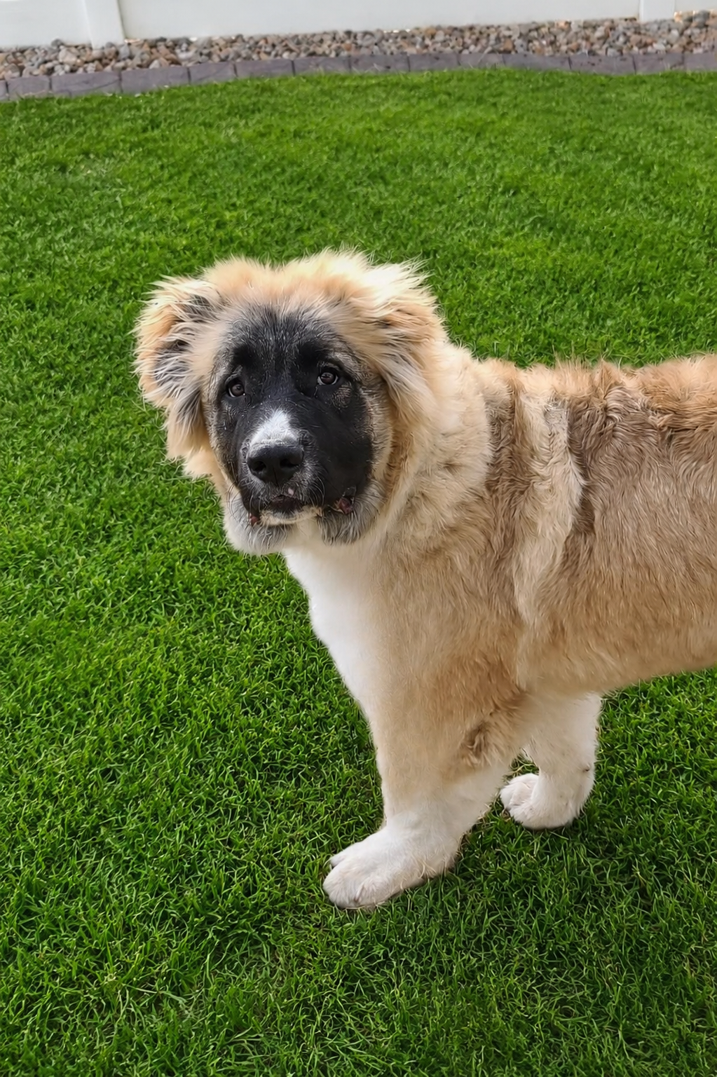 Fluffy tan and white dog standing attentively on green grass
