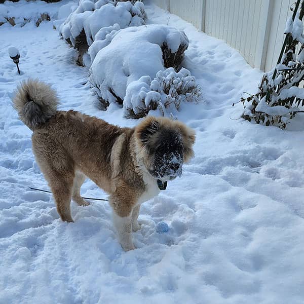 Lyndon Smith's dog Tommy — Ovcharka — photo 4