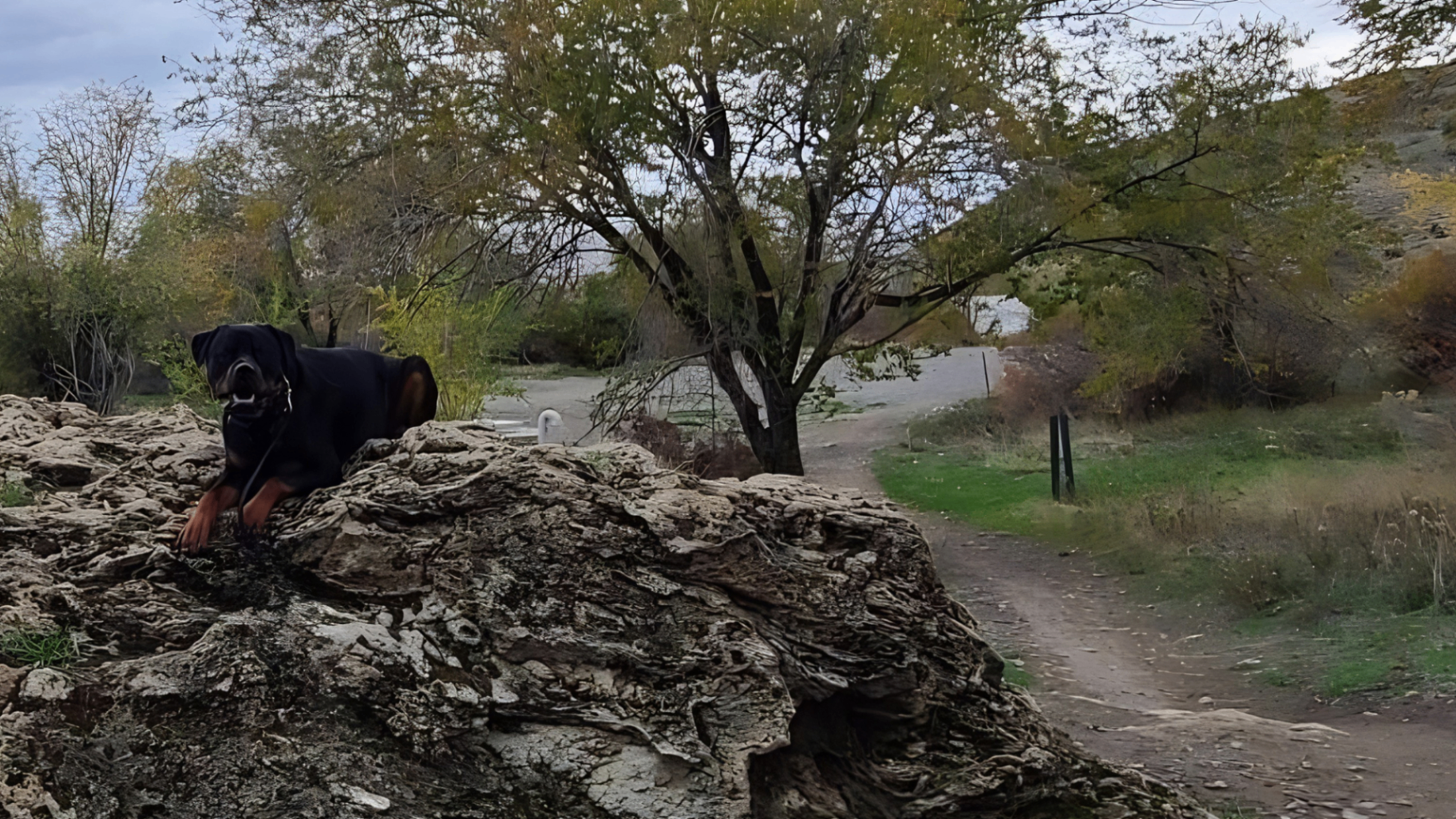 Rottweiler standing on a rock along a northern Utah foothill trail under dramatic autumn skies