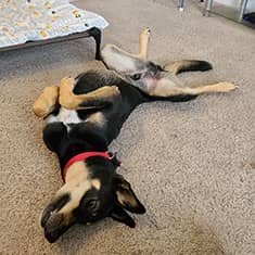 Elyssa Zimmerman's dog Joey — Rescue — photo 1