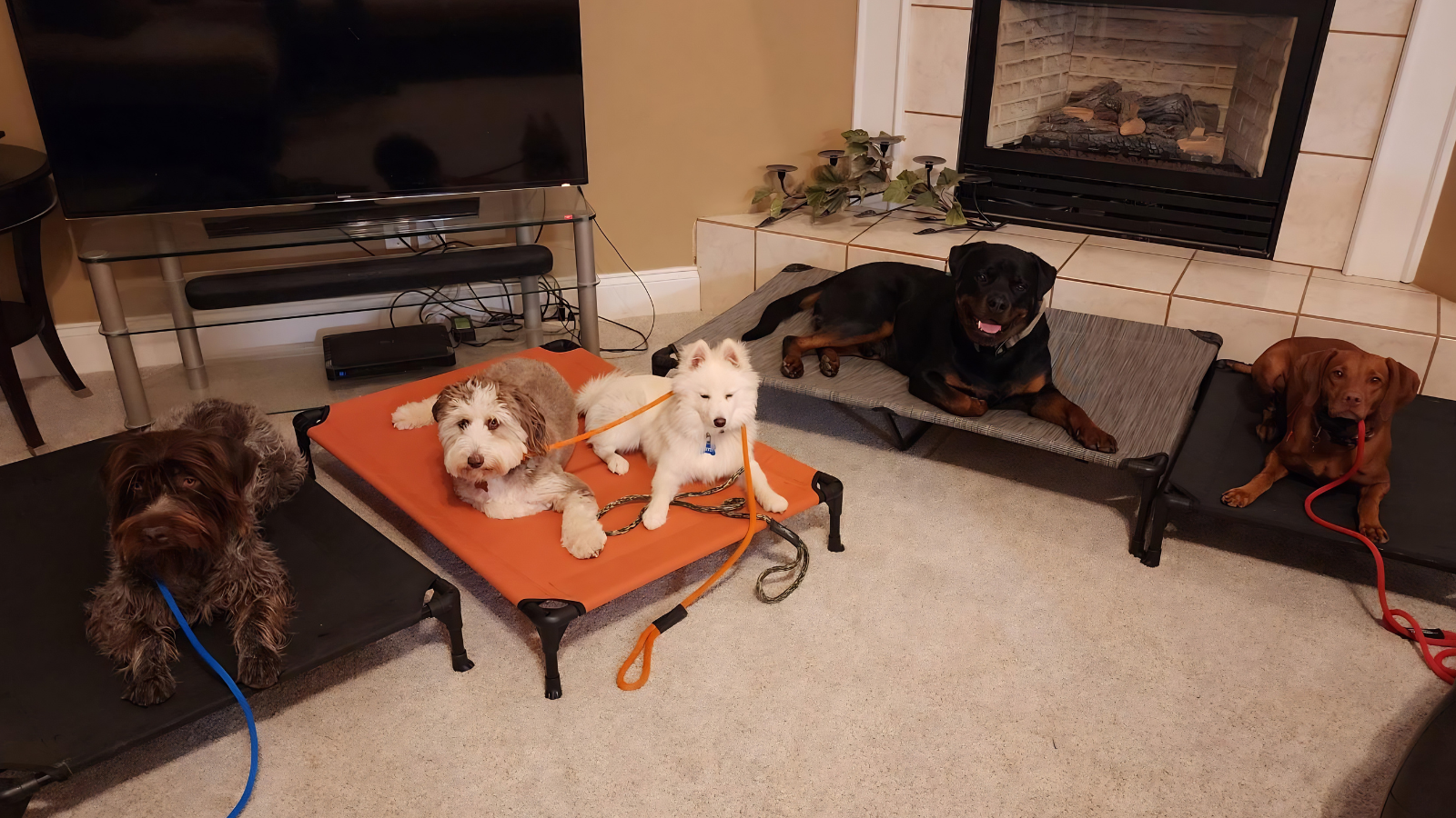Four dogs — a wirehaired pointer, an Aussiedoodle, a white Samoyed puppy, a Rottweiler, and a Vizsla — holding a down-stay on raised cots in a Utah living room