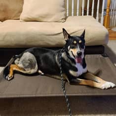 Becky H.'s dog Big-dog boarding — photo 1