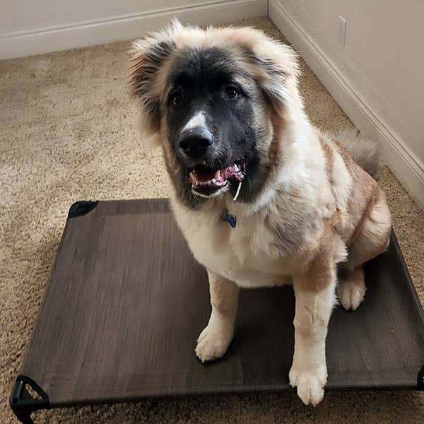 Lyndon Smith's dog Tommy — Ovcharka — photo 2