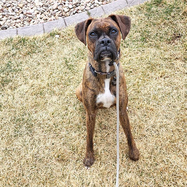 Carson Bowdren's dog Roxi — Boxer, fear reactivity — photo 1