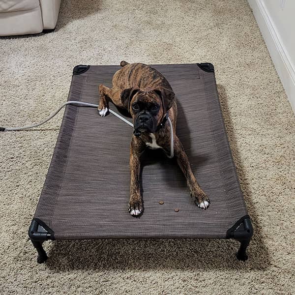 Carson Bowdren's dog Roxi — Boxer, fear reactivity — photo 2