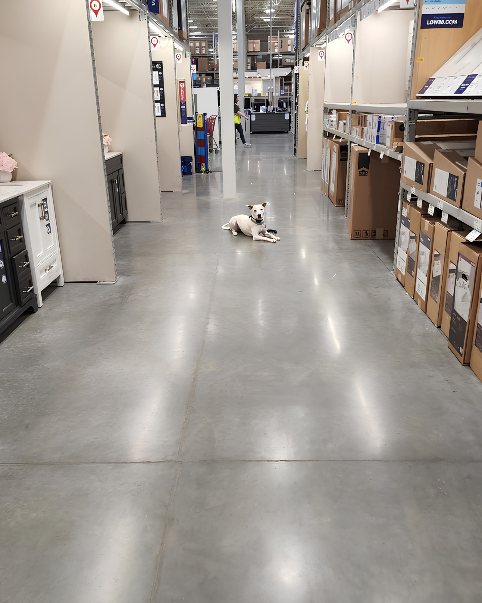 Trained dog calmly holding a down-stay in a public store aisle